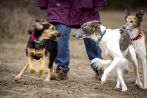 Langhaar Whippets Wiesenflitzer