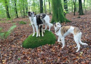 Windhund mit Flusenfell