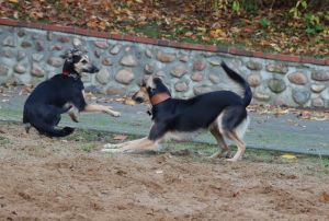 Langhaar Whippets Wiesenflitzer