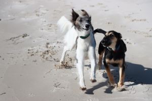 Langhaariger kleiner Windhund