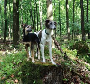 Langhaar Whippets Wiesenflitzer