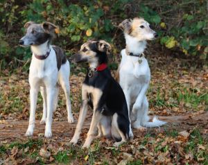 Langhaar Whippets Wiesenflitzer