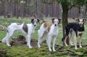 Langhaar Whippet Zucht