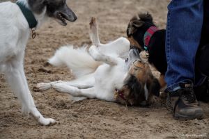 Langhaar Whippets Wiesenflitzer
