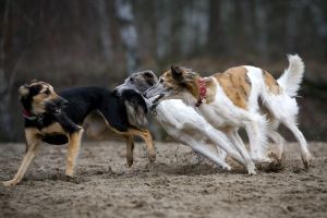 Langhaar Whippets Wiesenflitzer