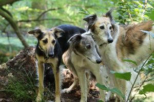 Langhaar Whippet Zucht