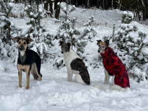 Langhaar Whippet Zucht