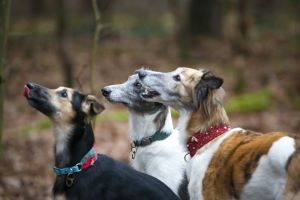 Langhaar Whippets Wiesenflitzer