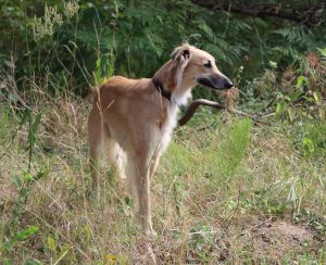 Langhaar Whippets Wiesenflitzer