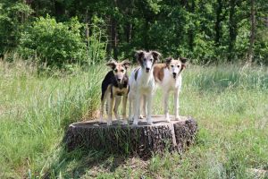 Langhaar Whippet Zucht