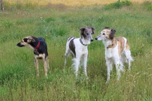 Langhaar Whippets Wiesenflitzer