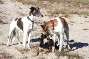 Langhaar Whippets Wiesenflitzer