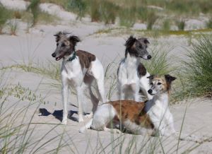 Langhaar Whippets Wiesenflitzer