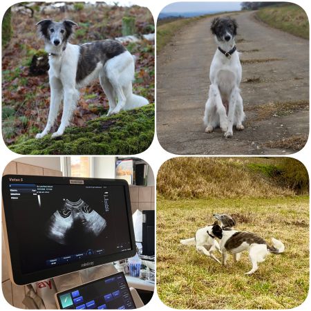 Langhaar Whippet Welpen April 26