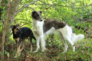 Langhaar Whippets Wiesenflitzer